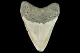 Fossil Megalodon Tooth - North Carolina #109875-2